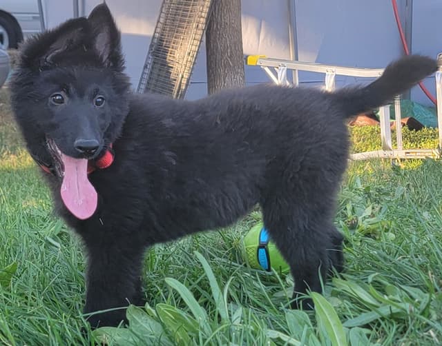 Belgian Sheepdog Puppies media 15