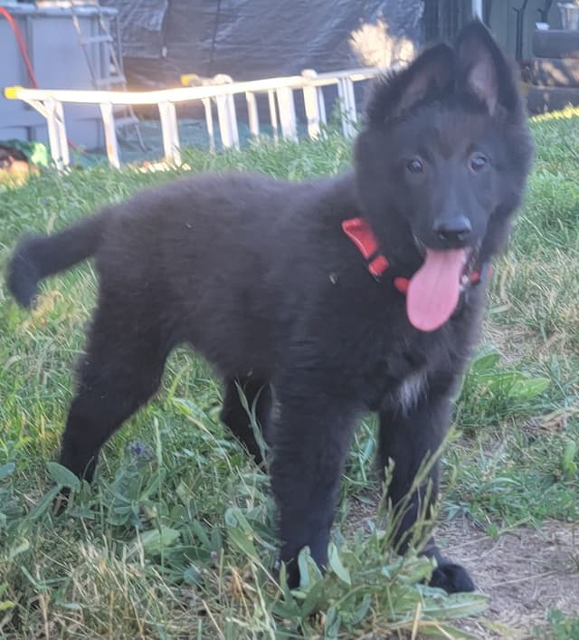 Belgian Sheepdog Puppies media 2