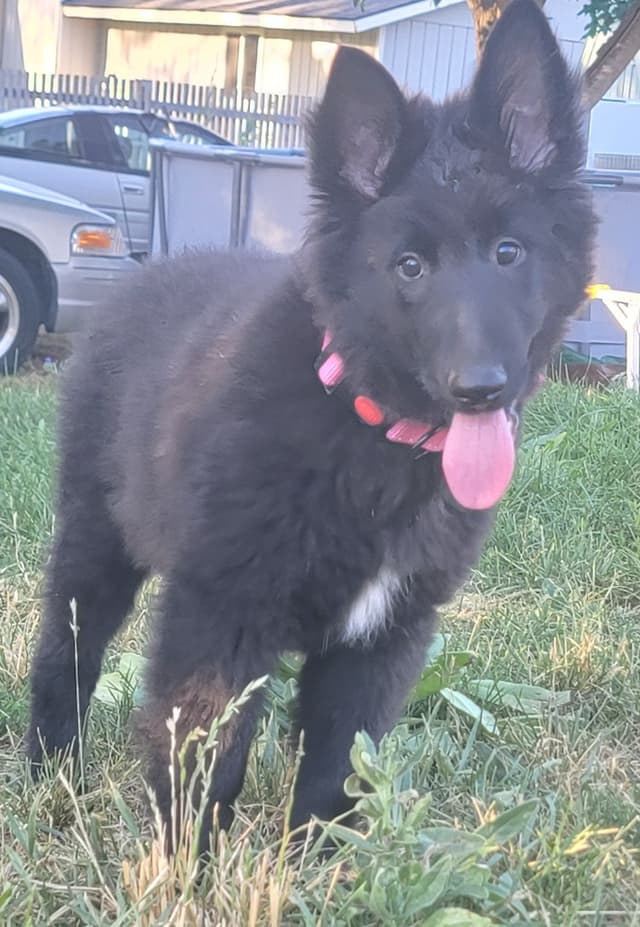 Belgian Sheepdog Puppies media 14