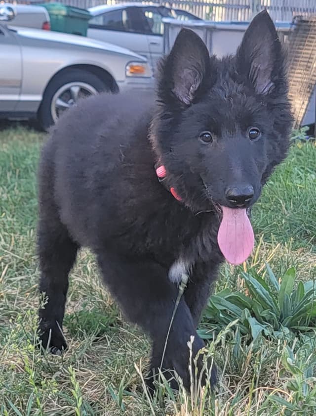 Belgian Sheepdog Puppies media 17