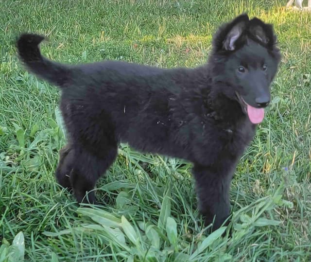 Belgian Sheepdog Puppies media 3