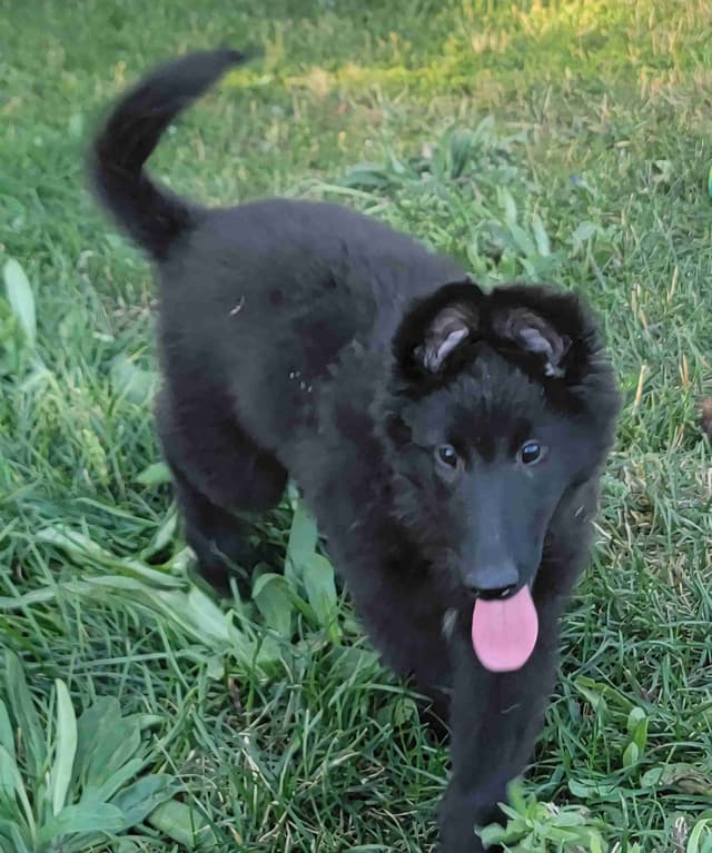 Belgian Sheepdog Puppies media 18