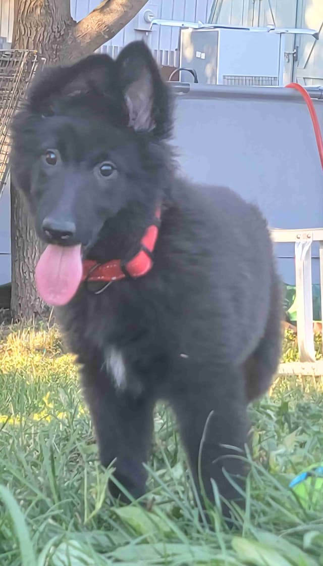 Belgian Sheepdog Puppies media 19