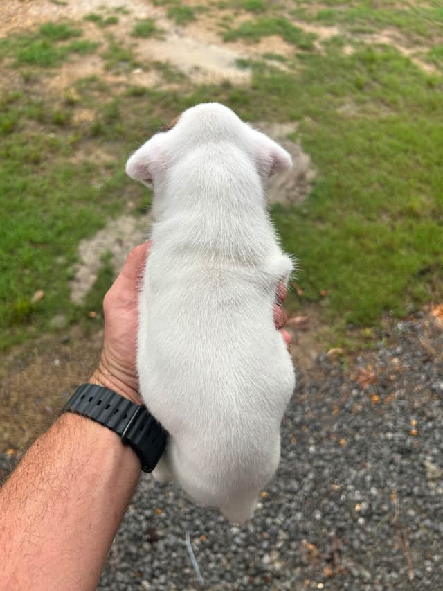 Boxer Puppies media 2