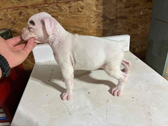 Boxer Puppies media 4