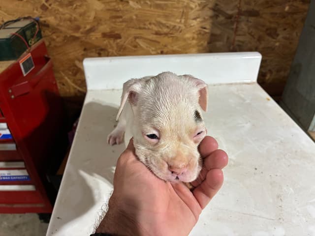 Boxer Puppies media 5
