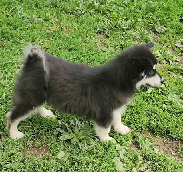 Giant Alaskan Malamute Puppies media 2