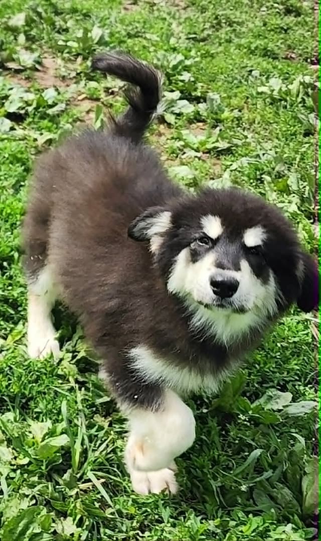 Giant Alaskan Malamute Puppies media 3
