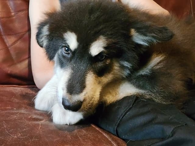 Giant Alaskan Malamute Puppies media 4