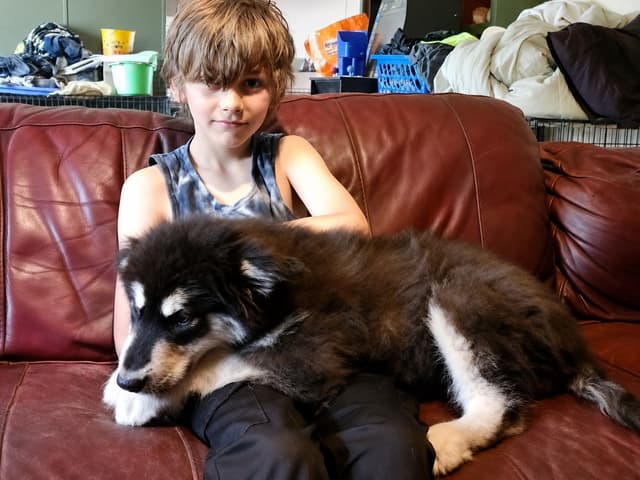 Giant Alaskan Malamute Puppies media 5