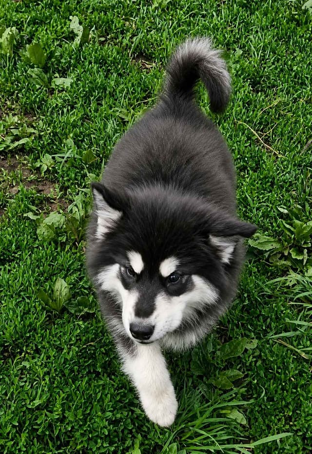 Giant Alaskan Malamute Puppies media 6