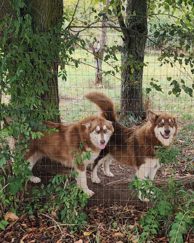 Giant Alaskan Malamute Puppies media 7