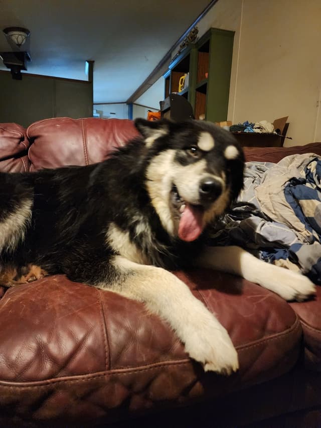 Giant Alaskan Malamute Puppies media 8