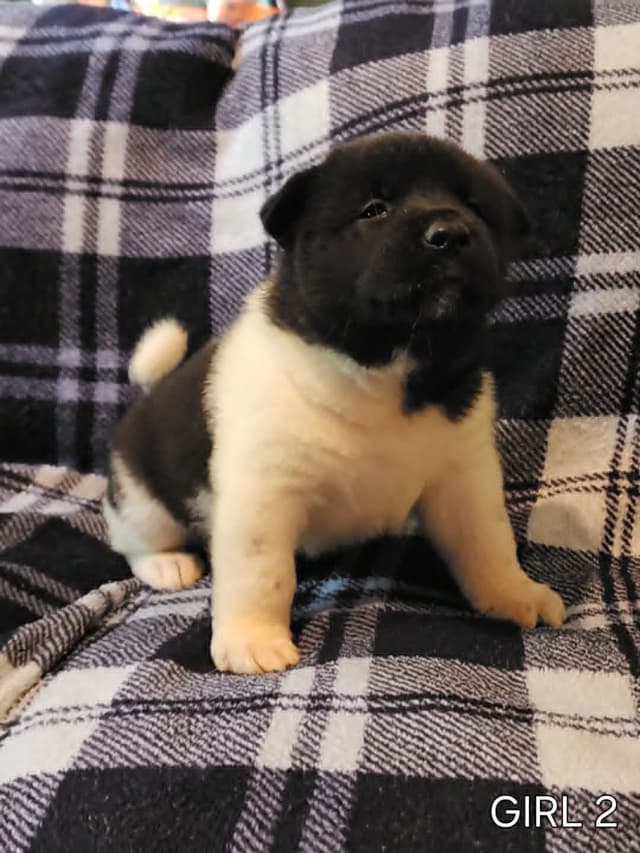 AKC Akita Puppies media 4