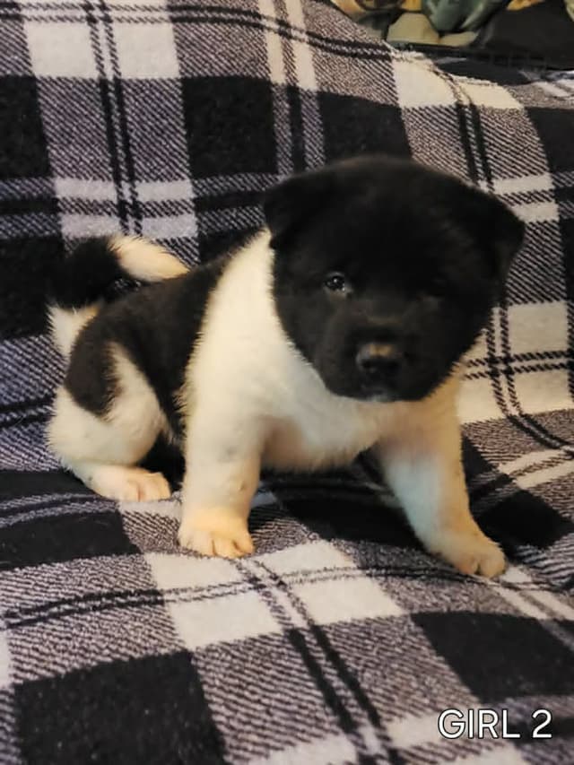 AKC Akita Puppies media 5