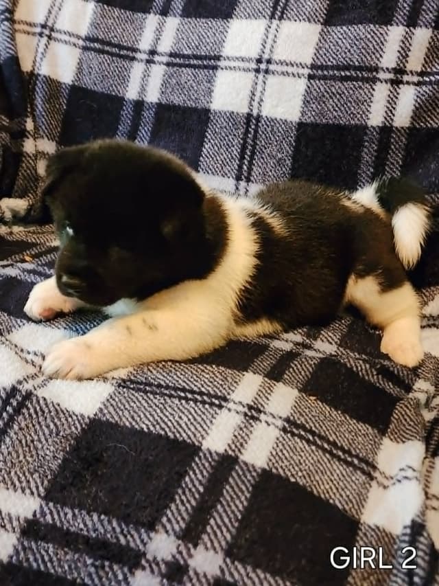 AKC Akita Puppies media 8