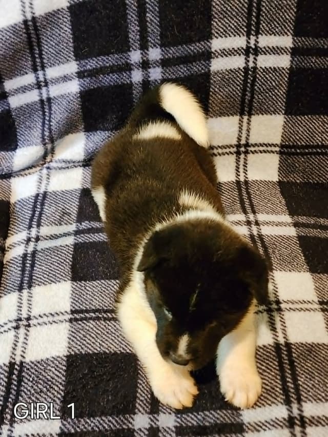 AKC Akita Puppies media 9