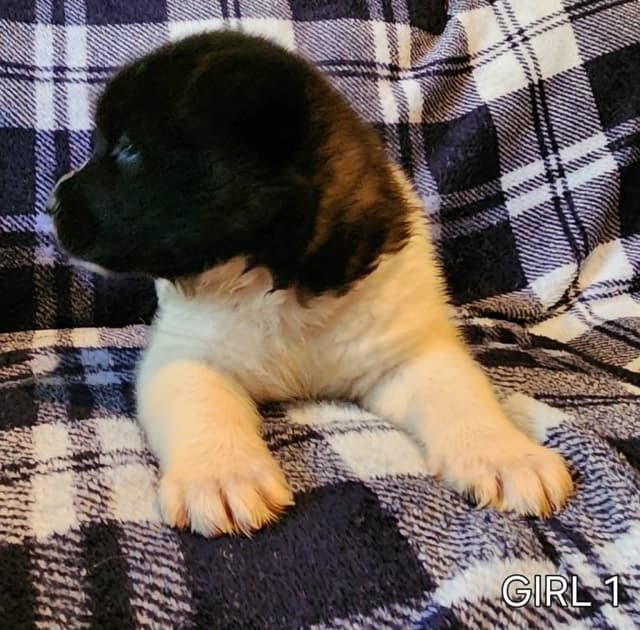 AKC Akita Puppies media 7