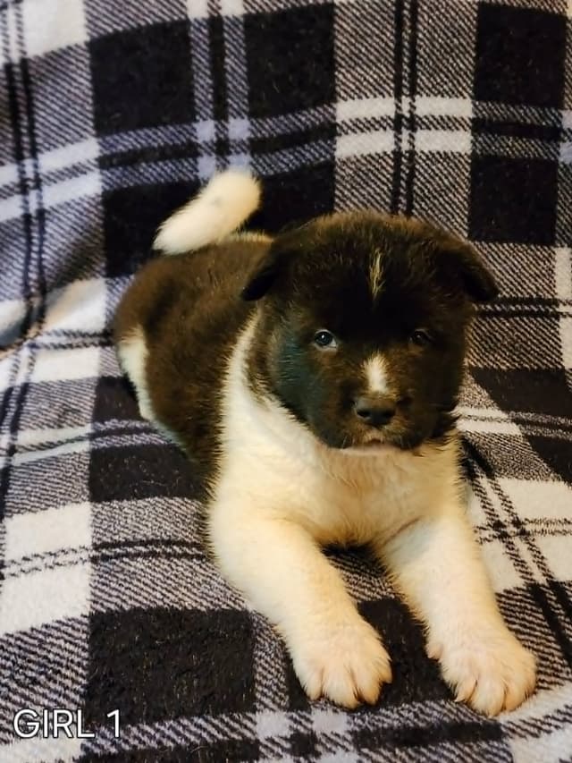 AKC Akita Puppies media 10