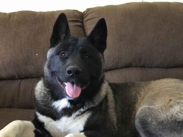 AKC Akita Puppies media 12
