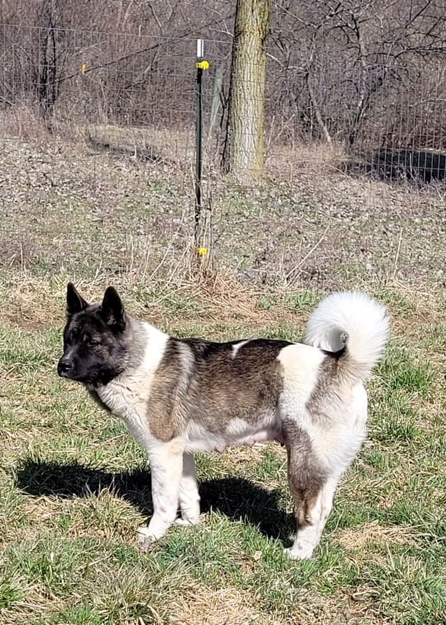 AKC Akita Puppies media 13