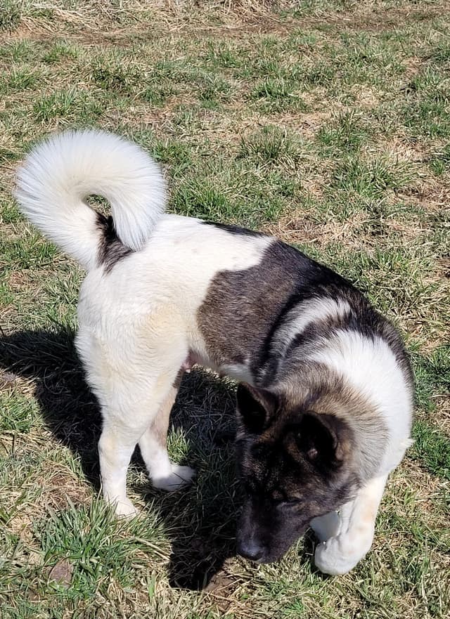 AKC Akita Puppies media 14