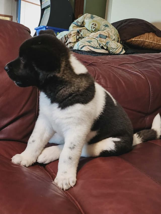 AKC Akita Puppies media 2