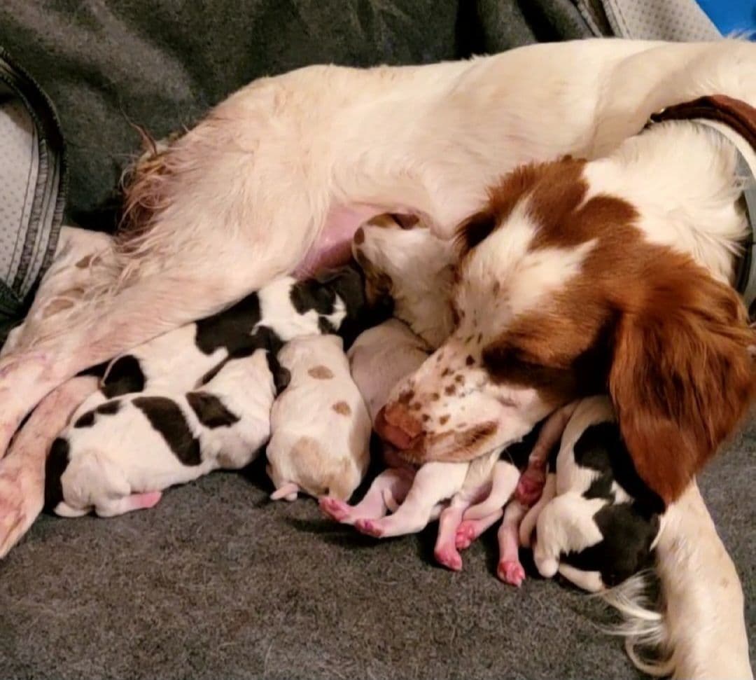Brittany Puppies breeder image 4