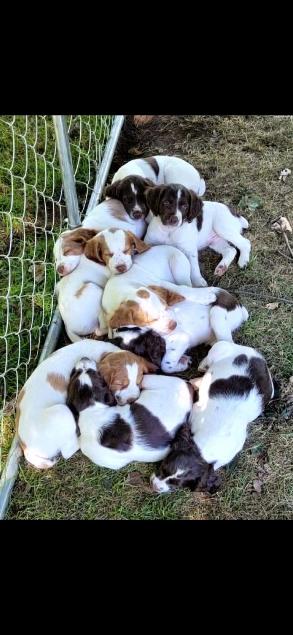 Brittany Puppies breeder image 7