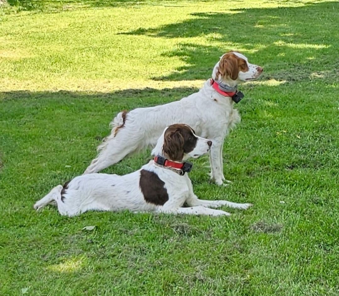 Brittany Puppies breeder image 1