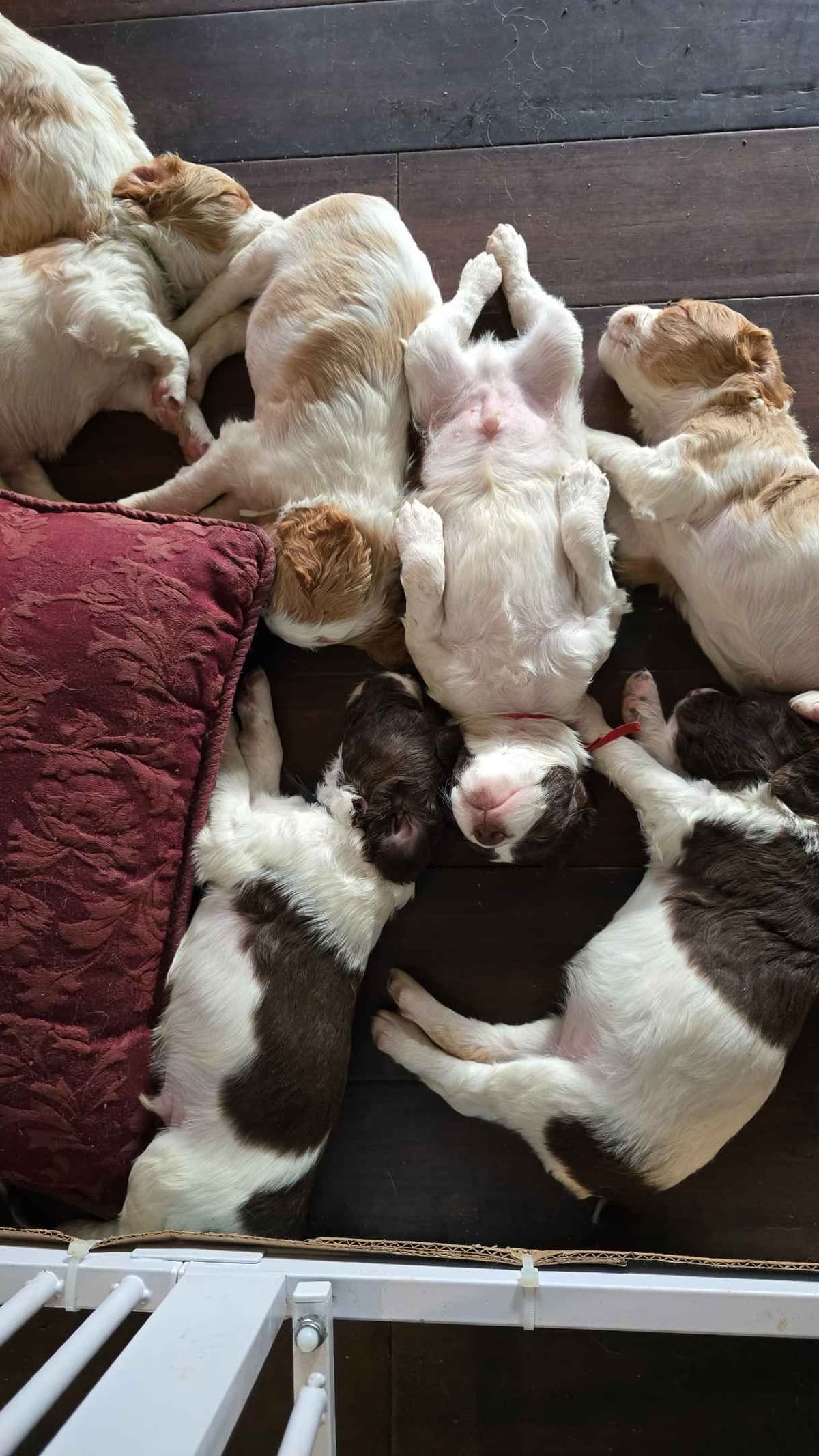 Brittany Puppies breeder image 8