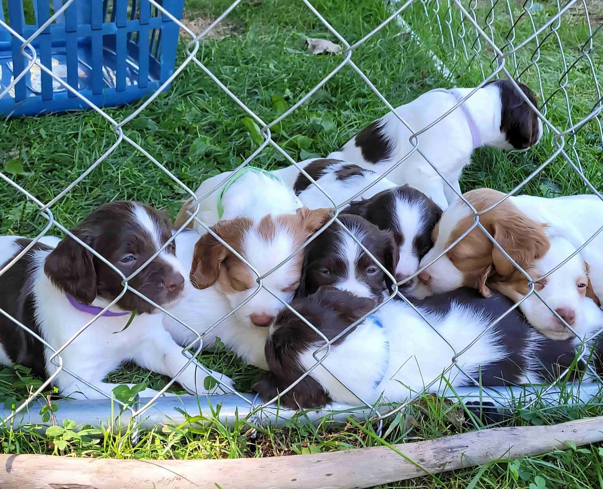 Brittany Puppies breeder image 13