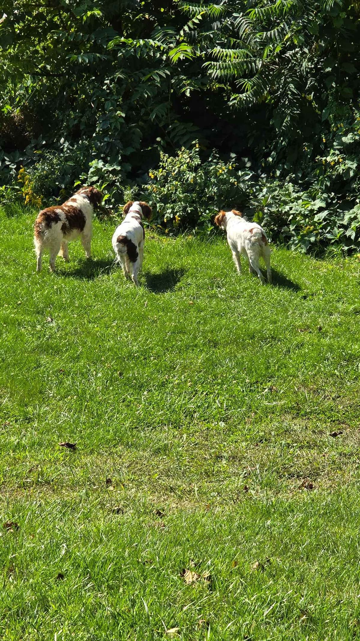 Brittany Puppies breeder image 14