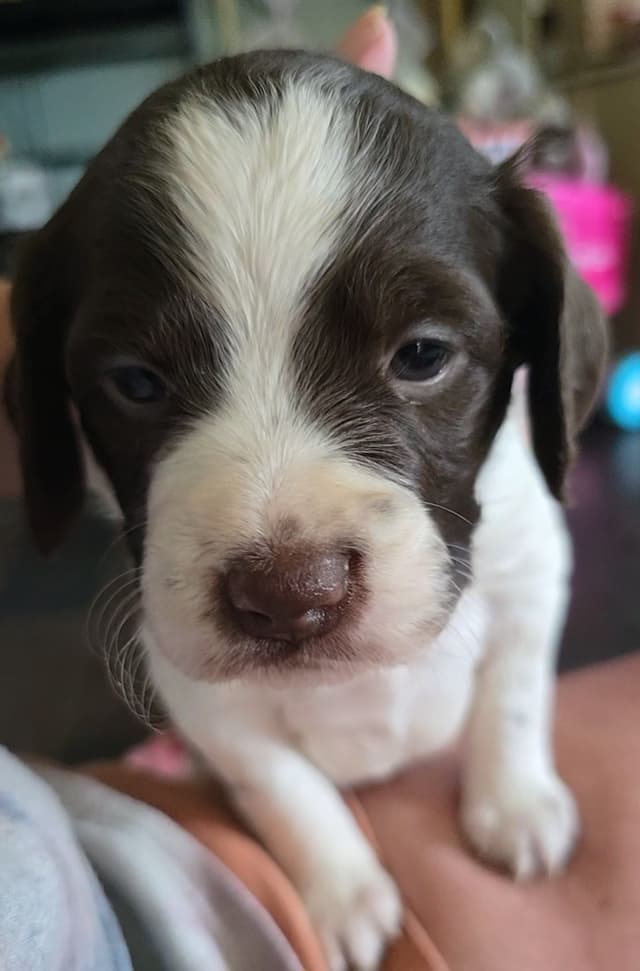 Brittany Puppies media 7