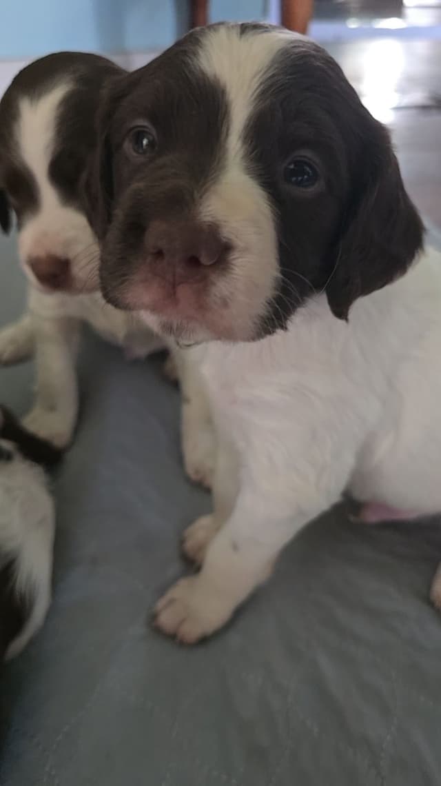 Brittany Puppies media 6