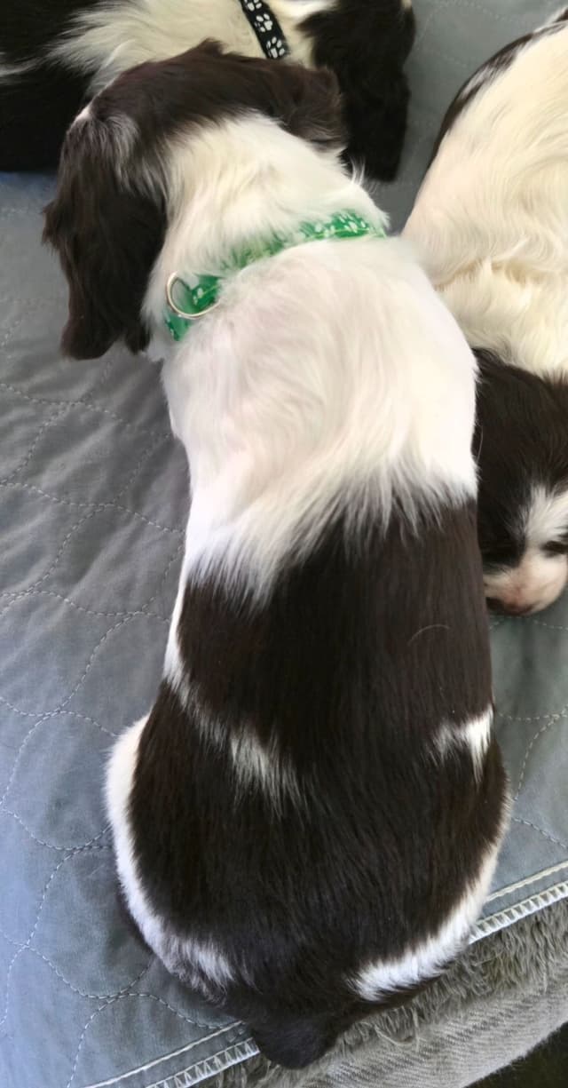 Brittany Puppies media 3