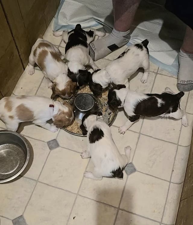 Brittany Puppies media 9