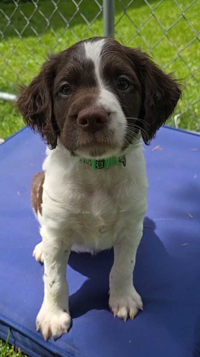 Brittany Puppies media 2
