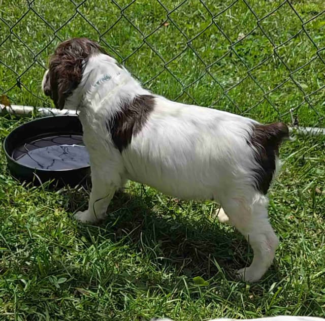 Brittany Puppies media 4