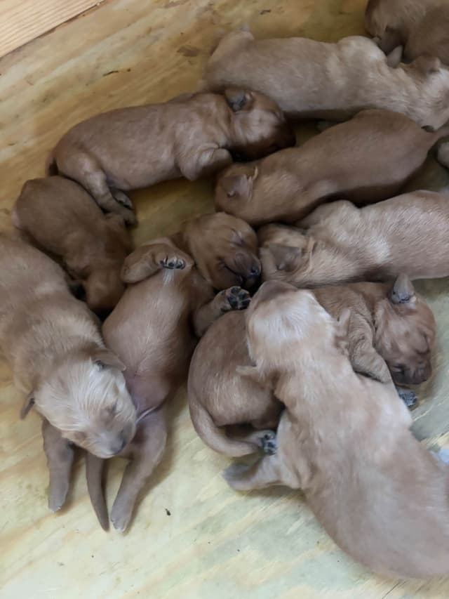 Golden Retriever Puppies media 3