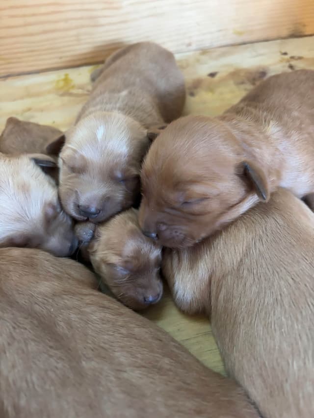 Golden Retriever Puppies media 4