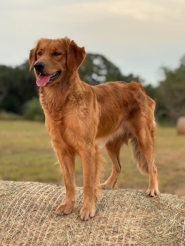 Golden Retriever Puppies media 7