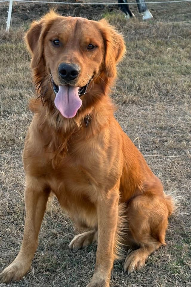 Golden Retriever Puppies media 8