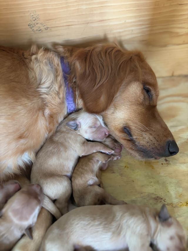 Golden Retriever Puppies media 6