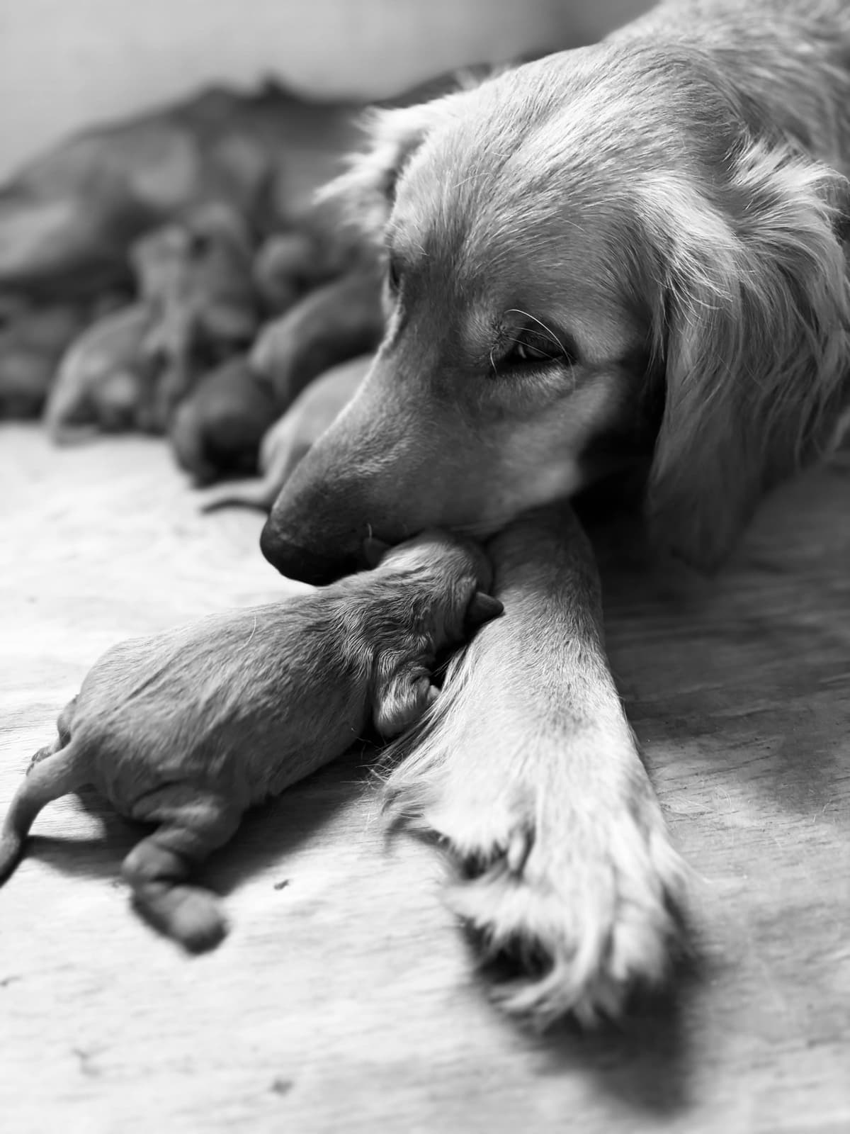 Golden Retriever Puppies breeder image 3