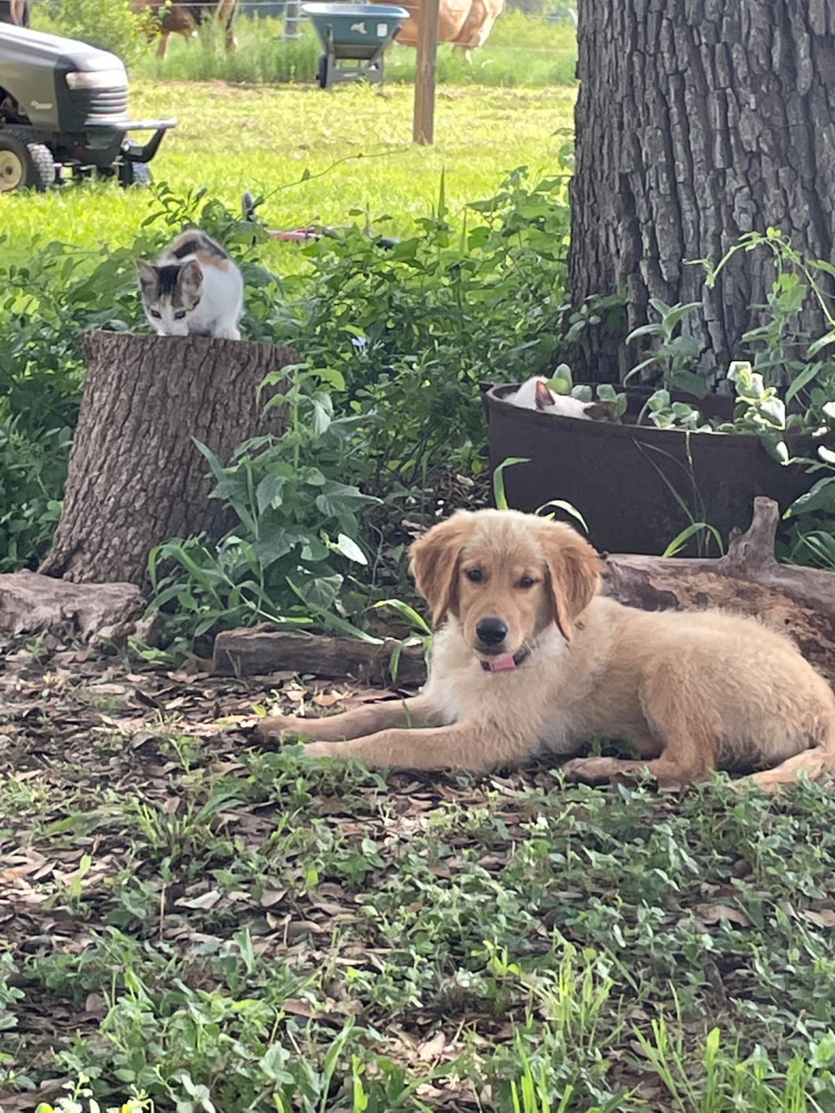 Golden Retriever Puppies breeder image 4