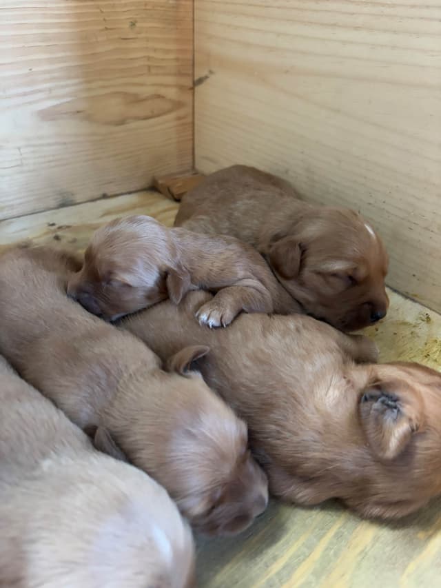 Golden Retriever Puppies media 5