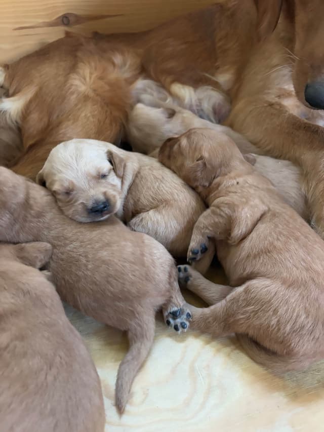 Golden Retriever Puppies media 2