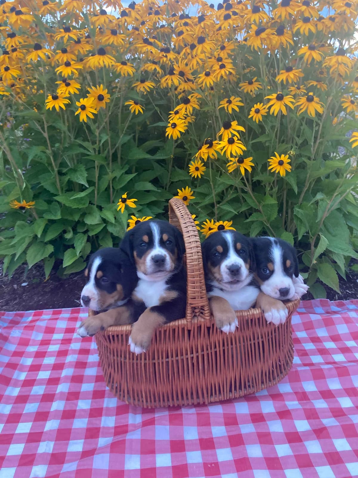 Greater Swiss Mountain Dog Puppies breeder image 2