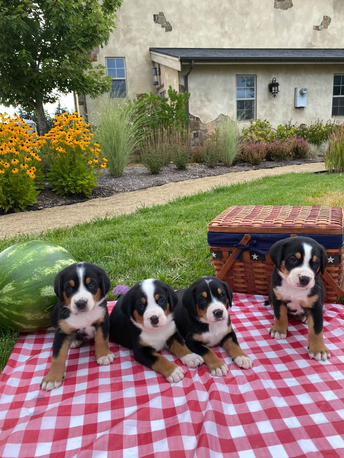 Greater Swiss Mountain Dog Puppies breeder image 3